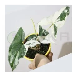 Syngonium Albo Variegata -Jardín Y Exteriores syngonium 6