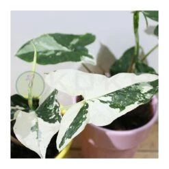 Syngonium Albo Variegata -Jardín Y Exteriores syngonium 7