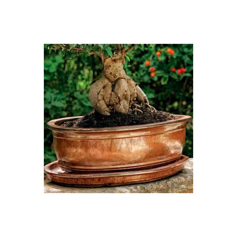 Tiesto ébano Con Plato 1 Tiesto ébano Con Plato