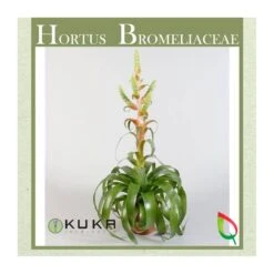 Tillandsia Samantha Sin Flor COMPRA 2 Y PAGA 1