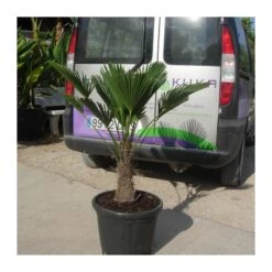 Trachycarpus Wagnerianus -Jardín Y Exteriores trachycarpus wagnerianus 2