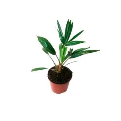 Trachycarpus Wagnerianus