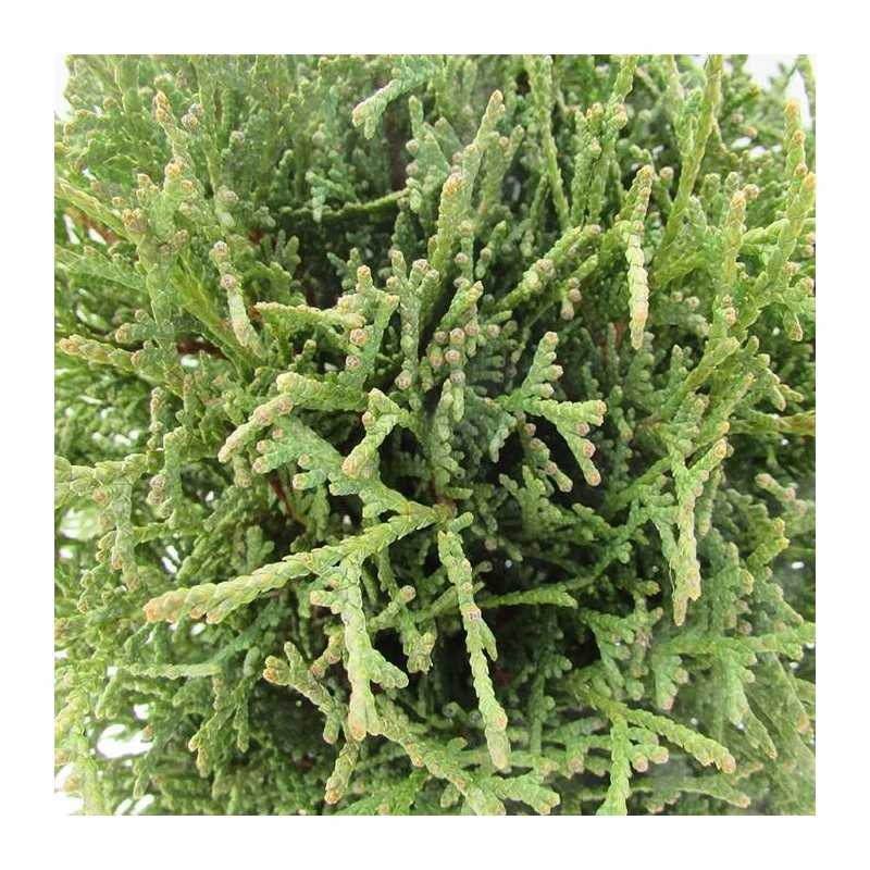 Tuya Occidentalis Tiny Tim 2 Tuya Occidentalis Tiny Tim - Imagen 2