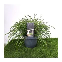 Tuya Plicata Whipcord -Jardín Y Exteriores tuya plicata whipcord 2