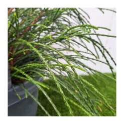 Tuya Plicata Whipcord