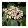 Viburnum Tinus