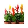 Guzmania Variada Sin Flor COMPRA 2 Y PAGA 1