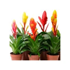 Guzmania Variada Sin Flor COMPRA 2 Y PAGA 1
