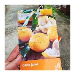 Citrus Yuzu -Jardín Y Exteriores yuzu 1