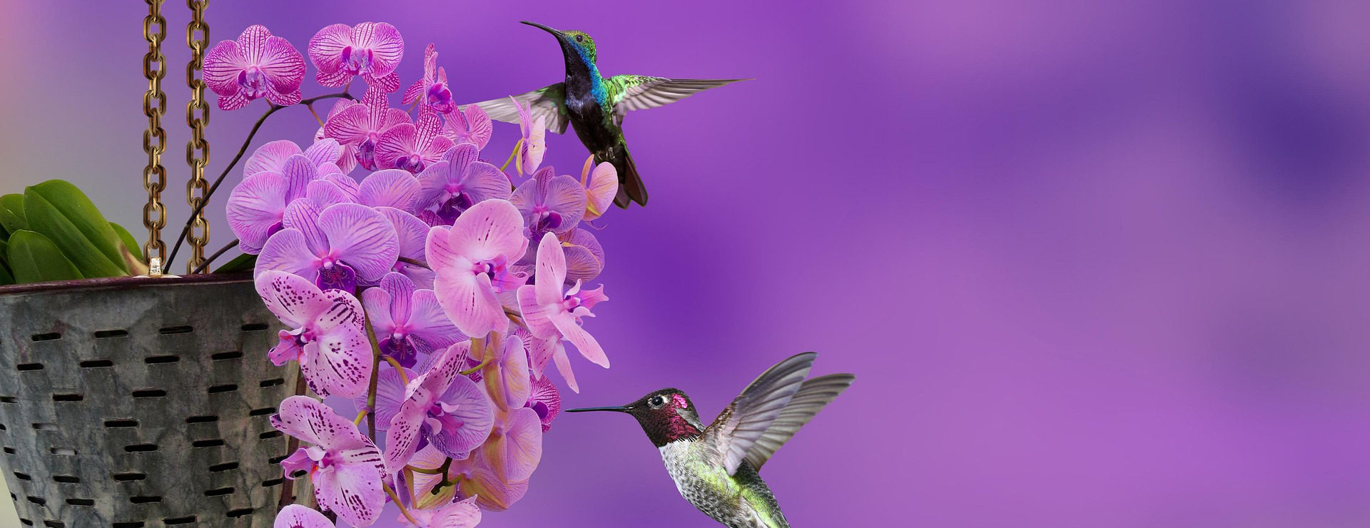 Jardín Y Exteriores -Jardín Y Exteriores flower 7001678 1920