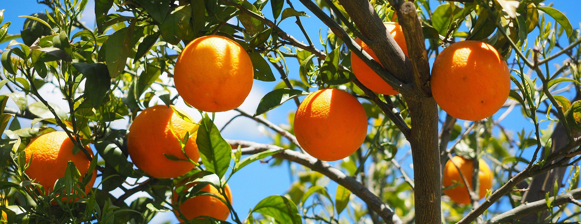 Jardín Y Exteriores -Jardín Y Exteriores oranges 1117628 1920